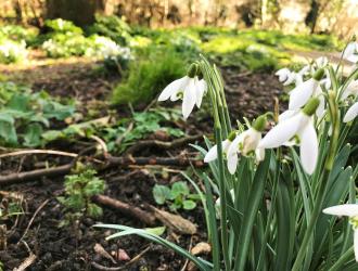 Arnolds Bequest Spring Snowdrops